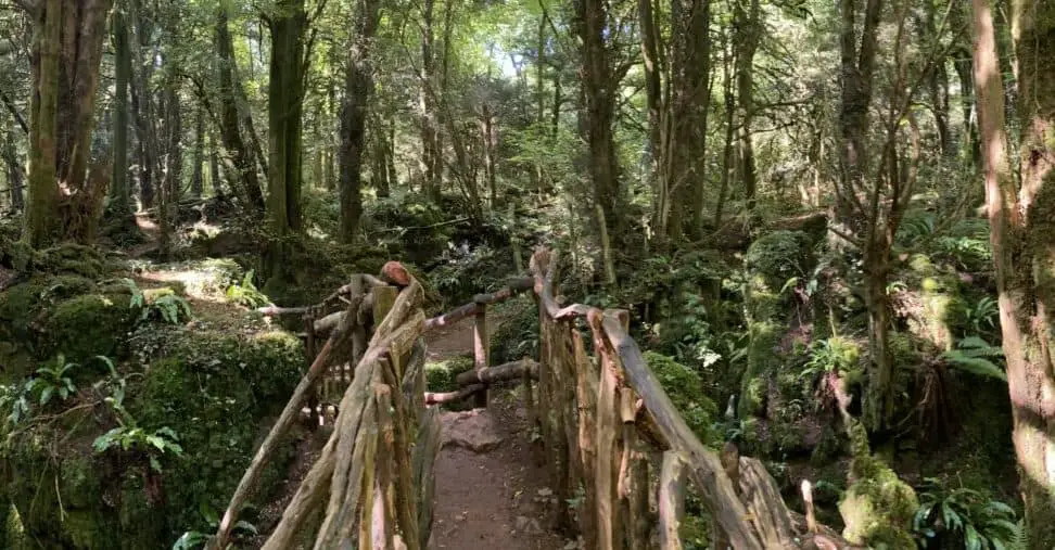 Puzzlewood - Forest of Dean